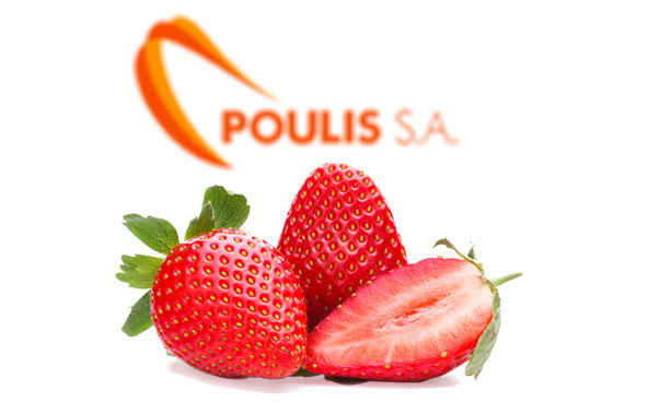 POULIS S.A. | Premium Quality Strawberries | Available Strawberry Varieties : Camarossa, Ventana, Cartoga, Festival | Sources : Ilia-Greece | POULIS S.A. | FRESH FRUITS AND VEGETABLES | ΠΟΥΛΗΣ Α.Ε.